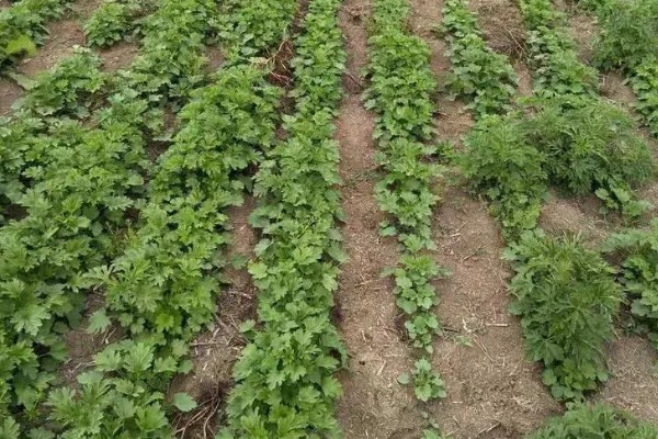 益母草的田间管理方法,每次中耕除草前浇水一次