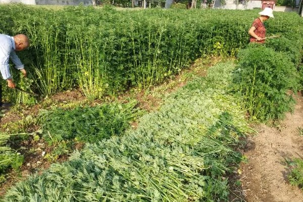 益母草的田间管理方法,每次中耕除草前浇水一次