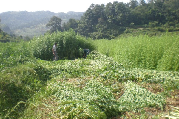 益母草的田间管理方法,每次中耕除草前浇水一次