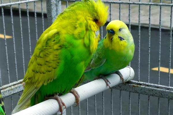 鹦鹉拉稀不管会不会好,一般不会自己好