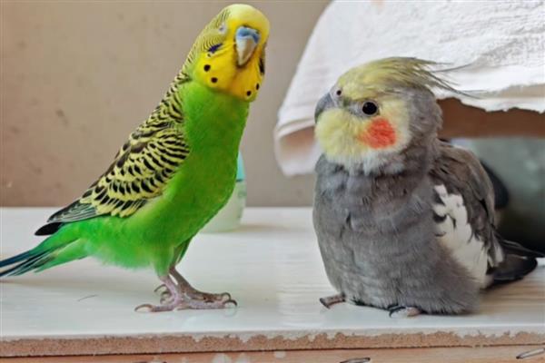 鹦鹉拉稀不管会不会好,一般不会自己好