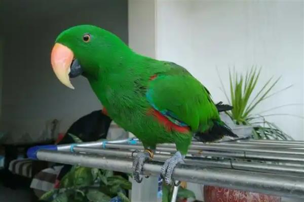 鹦鹉拉稀不管会不会好,一般不会自己好