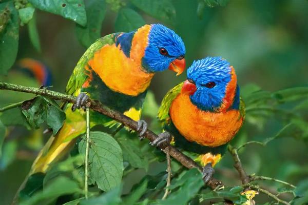 鹦鹉拉稀不管会不会好,一般不会自己好