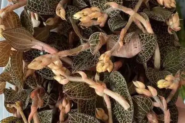 金线莲的价格，干的价格在20000元左右一斤