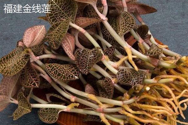 金线莲的价格，干的价格在20000元左右一斤