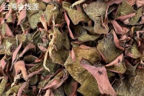 金线莲的价格，干的价格在20000元左右一斤