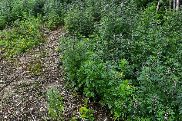 益母草的田间管理方法,每次中耕除草前浇水一次