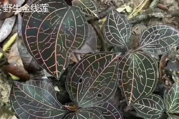 金线莲的价格，干的价格在20000元左右一斤