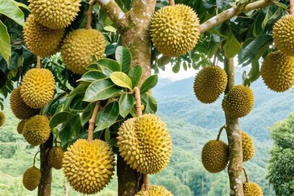 榴莲的生长习性，属于纯热带作物