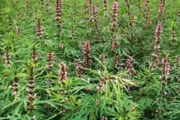 益母草的田间管理方法,每次中耕除草前浇水一次