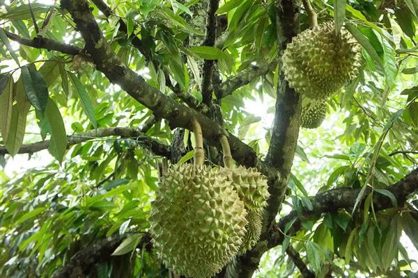 榴莲的生长习性，属于纯热带作物