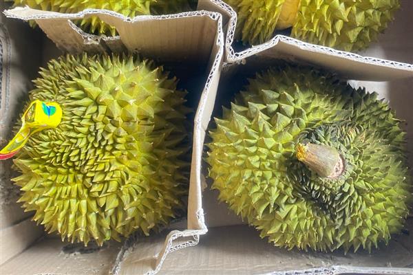 榴莲的生长习性，属于纯热带作物