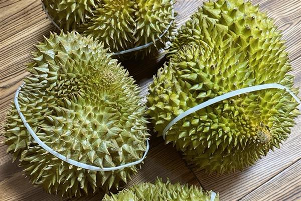 榴莲的生长习性，属于纯热带作物