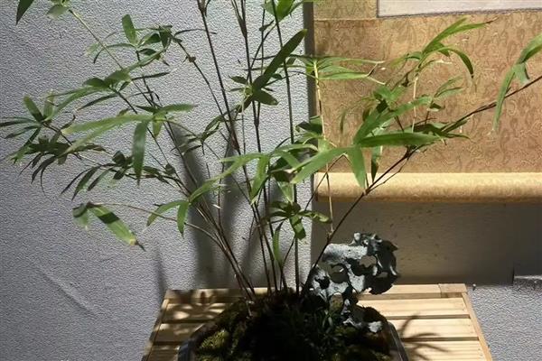 红竹盆景如何养殖,春秋两季每周浇水一次