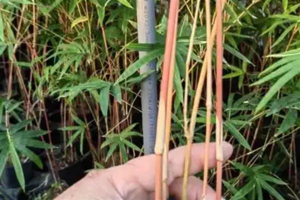 红竹盆景如何养殖,春秋两季每周浇水一次