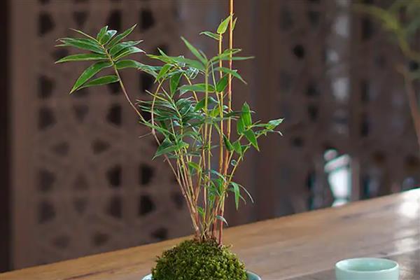 红竹盆景如何养殖,春秋两季每周浇水一次