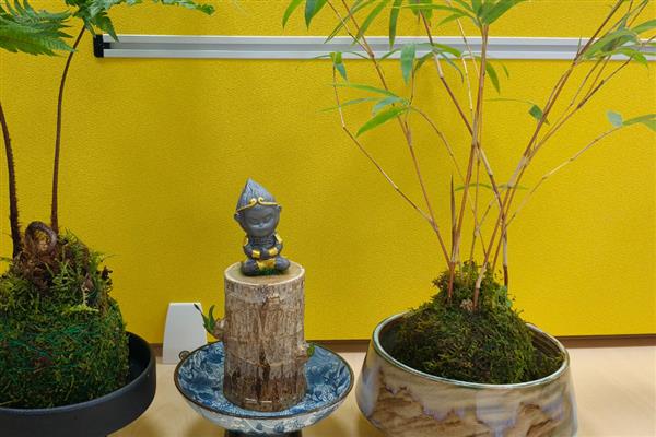 红竹盆景如何养殖,春秋两季每周浇水一次