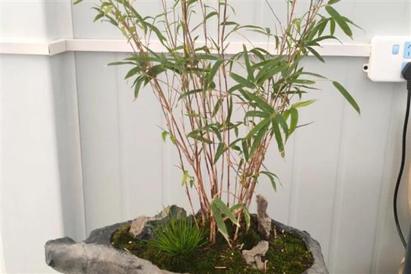 红竹盆景如何养殖,春秋两季每周浇水一次