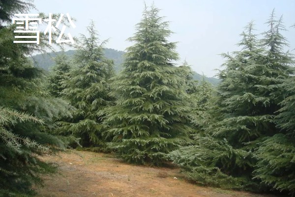 雪松和云杉的区别是什么，其科属和外形均不同