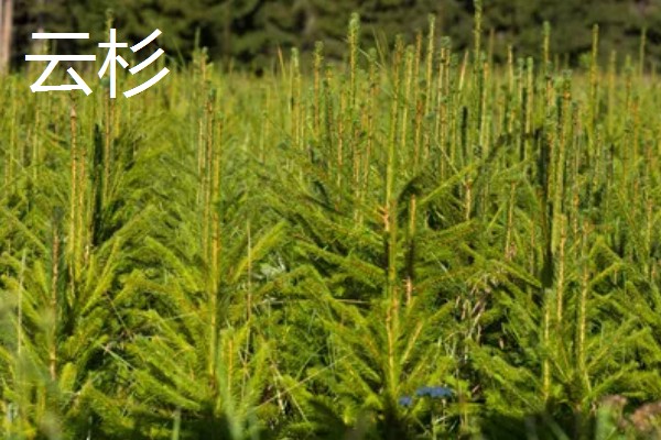 雪松和云杉的区别是什么，其科属和外形均不同