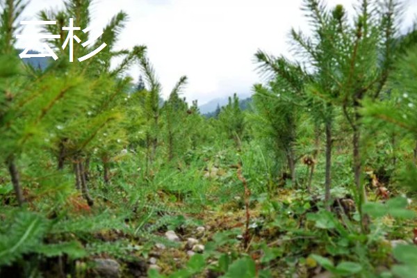 雪松和云杉的区别是什么，其科属和外形均不同