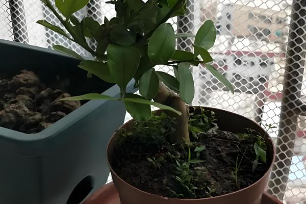 盆栽柠檬树如何浇水,夏季每隔两天浇一次水