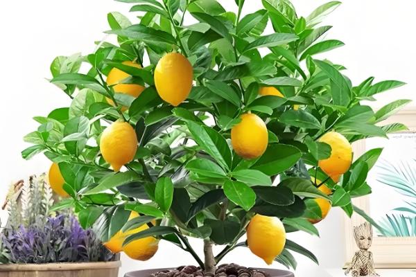 盆栽柠檬树如何浇水,夏季每隔两天浇一次水