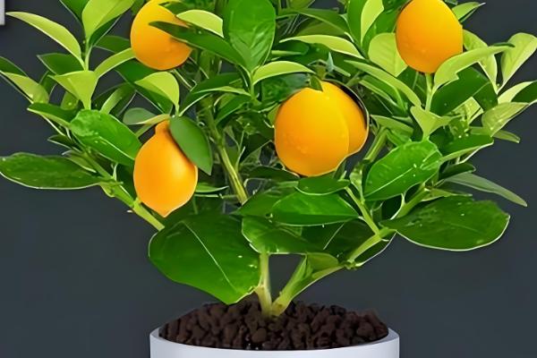 盆栽柠檬树如何浇水,夏季每隔两天浇一次水