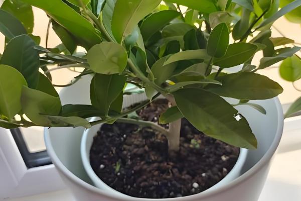 盆栽柠檬树如何浇水,夏季每隔两天浇一次水