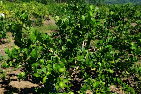盆栽柠檬树如何浇水,夏季每隔两天浇一次水