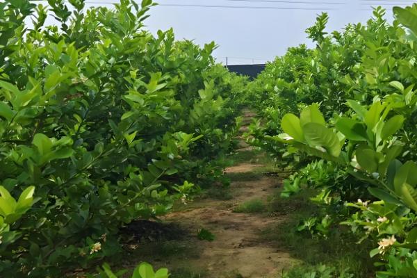 盆栽柠檬树如何浇水,夏季每隔两天浇一次水