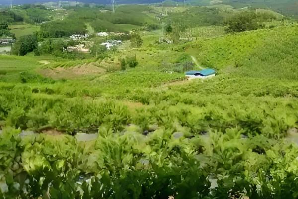 盆栽柠檬树如何浇水,夏季每隔两天浇一次水