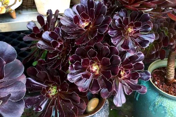 让黑法师快速生根的方法,扦插莲座叶盘是适宜选择