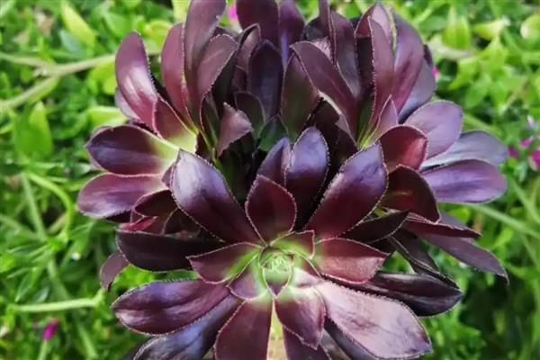 让黑法师快速生根的方法,扦插莲座叶盘是适宜选择