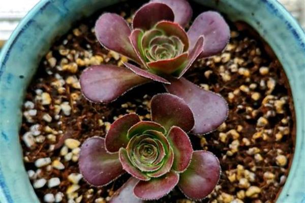 让黑法师快速生根的方法,扦插莲座叶盘是适宜选择