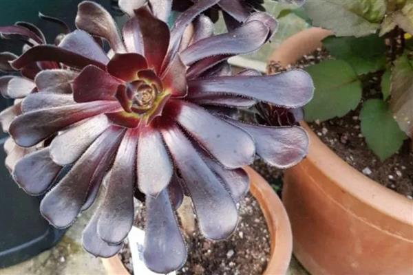 让黑法师快速生根的方法,扦插莲座叶盘是适宜选择