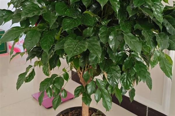 幸福树茎杆发黑怎么处理，可能是浇水过多所导致的