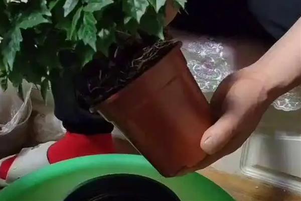 幸福树茎杆发黑怎么处理，可能是浇水过多所导致的