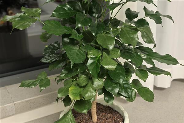 幸福树茎杆发黑怎么处理，可能是浇水过多所导致的