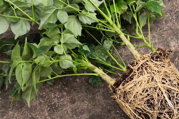 幸福树茎杆发黑怎么处理，可能是浇水过多所导致的