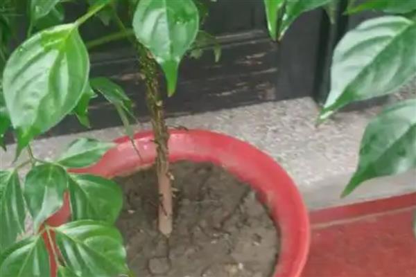 幸福树茎杆发黑怎么处理，可能是浇水过多所导致的