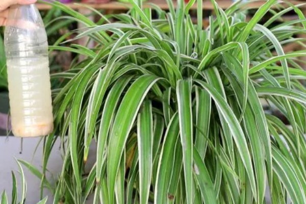 啤酒能不能浇吊兰，兑水稀释才能使用