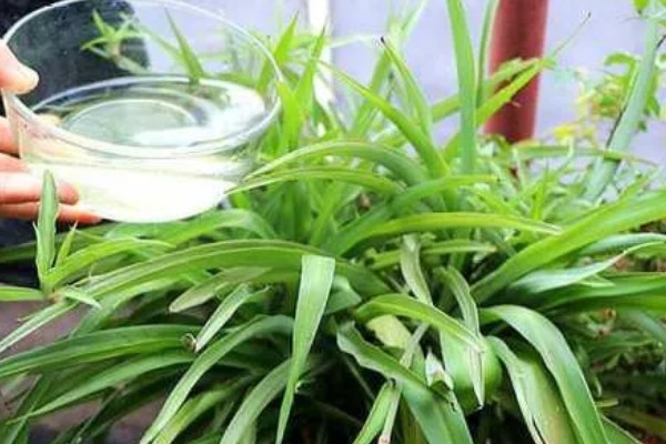 啤酒能不能浇吊兰，兑水稀释才能使用