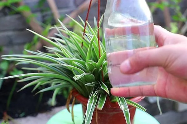 啤酒能不能浇吊兰，兑水稀释才能使用