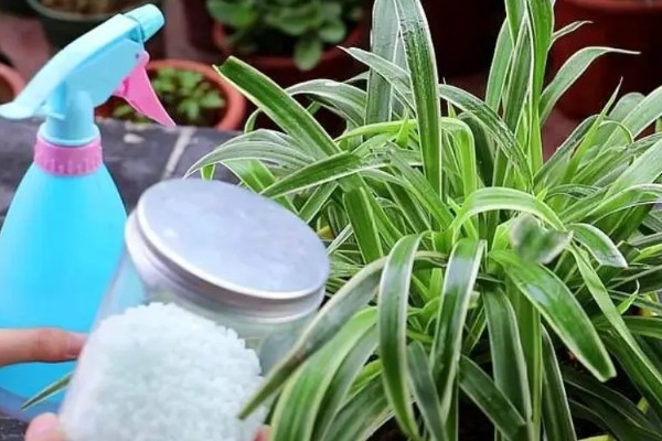 啤酒能不能浇吊兰，兑水稀释才能使用