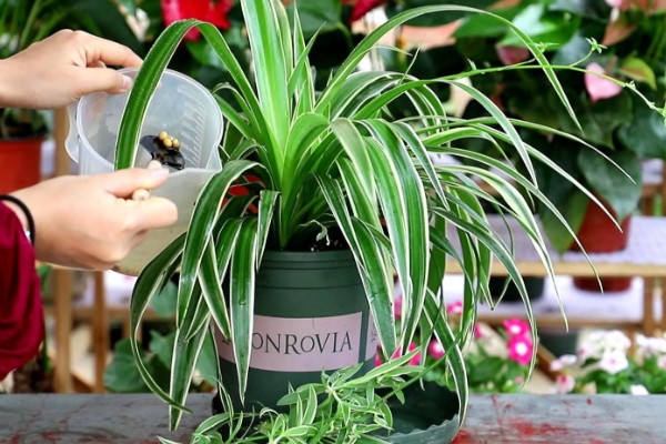 啤酒能不能浇吊兰，兑水稀释才能使用