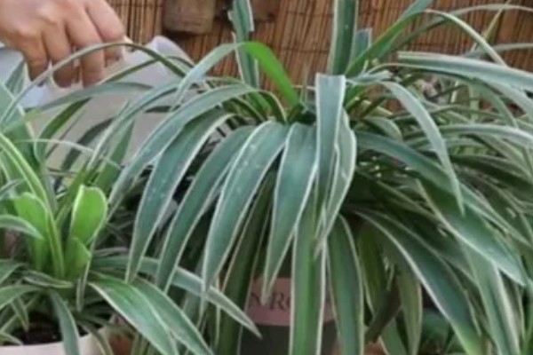 啤酒能不能浇吊兰，兑水稀释才能使用