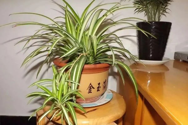 啤酒能不能浇吊兰，兑水稀释才能使用