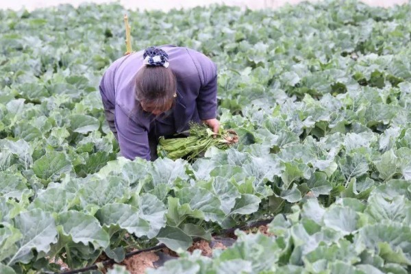 花椰菜的田间管理方法，开花期至膨大期要做好遮盖工作