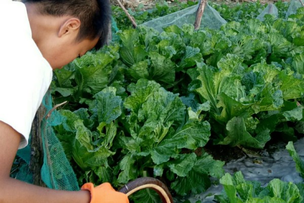 花椰菜的田间管理方法，开花期至膨大期要做好遮盖工作